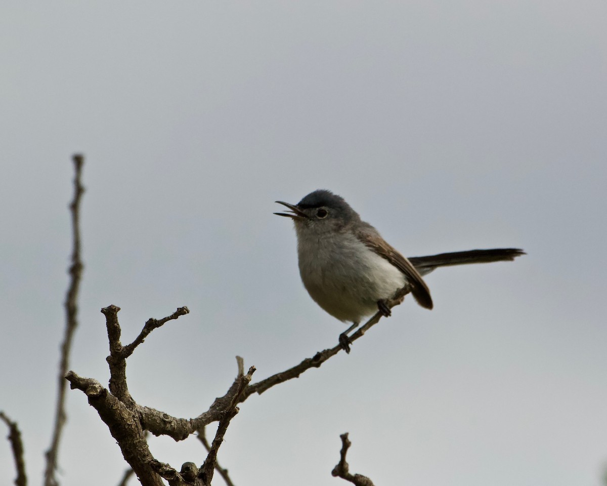 Blue-gray Gnatcatcher - ML599882191