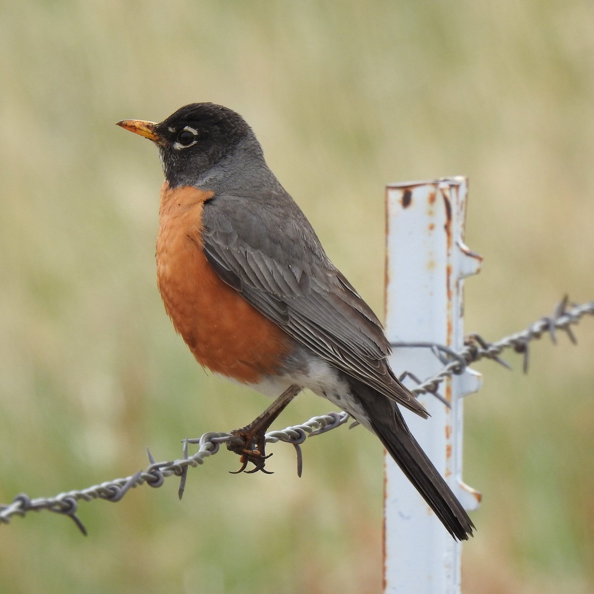 American Robin - ML599882731