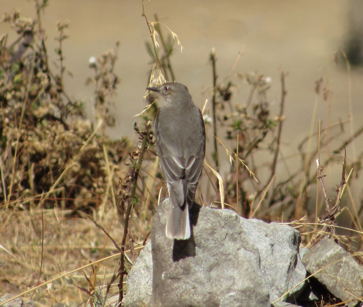 Black-billed Shrike-Tyrant - ML599883381