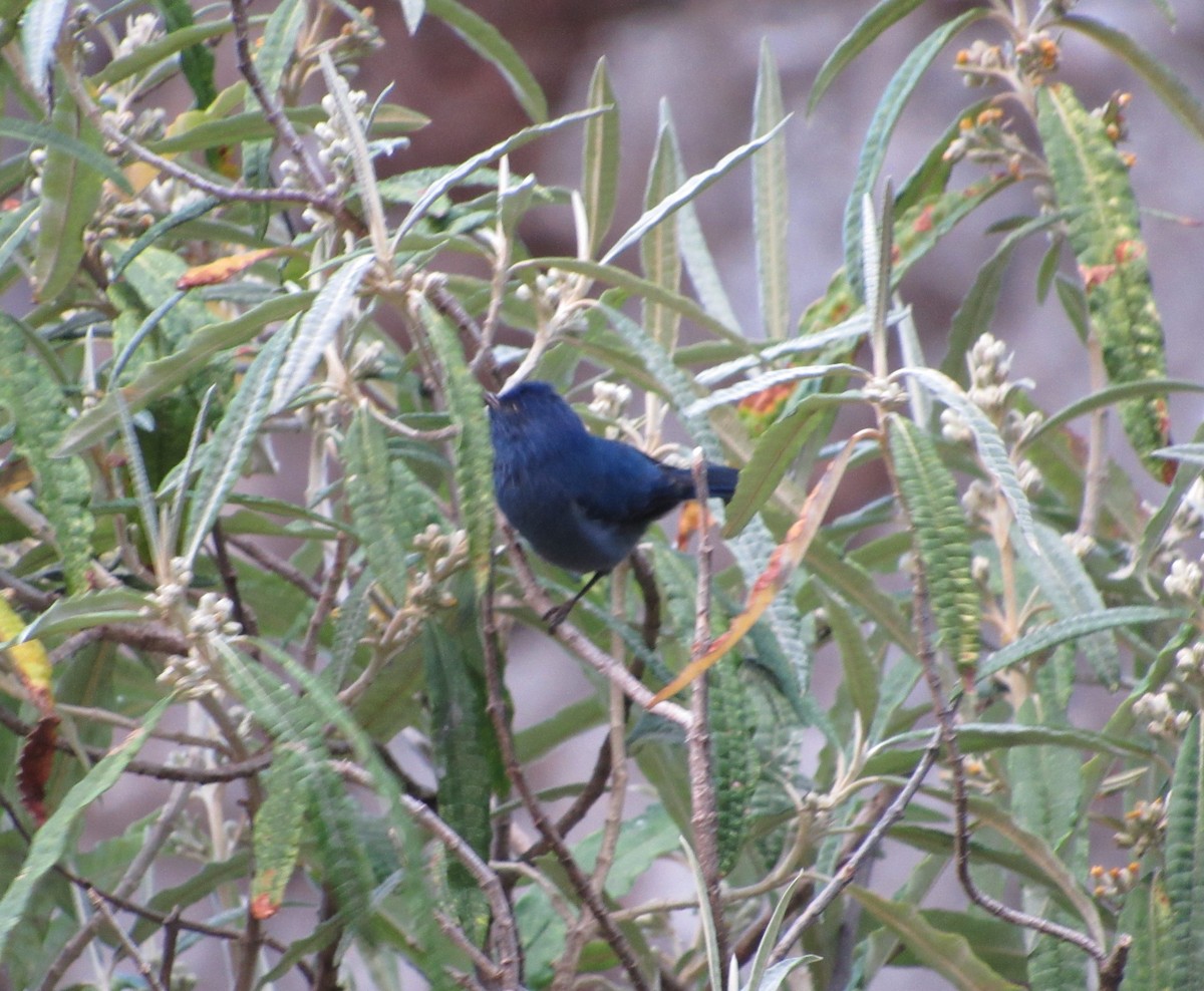 Tit-like Dacnis - Joshua  Eastlake