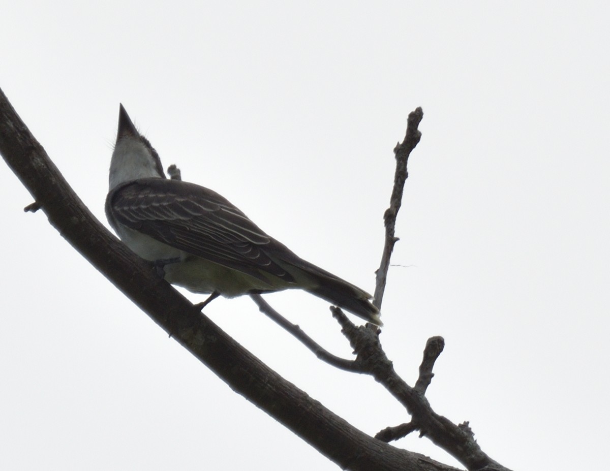 Eastern Kingbird - ML599884221