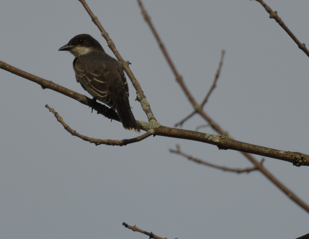 Eastern Kingbird - ML599884231