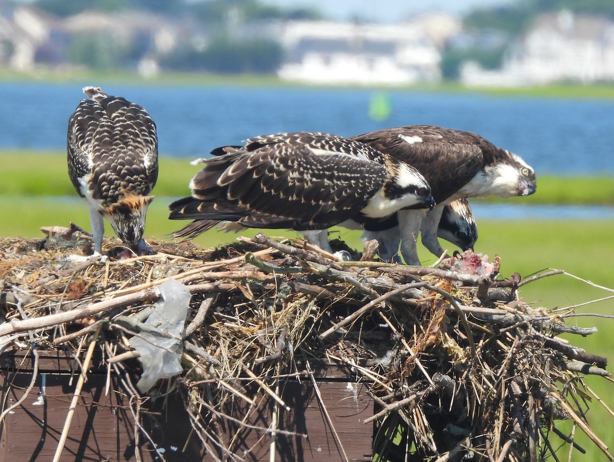 Osprey - Jennifer Wilson-Pines