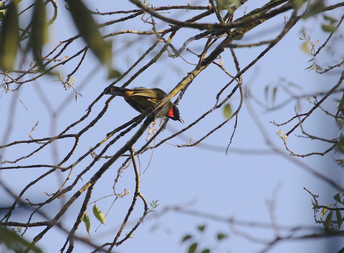 Bare-throated Whistler - Gil Ewing