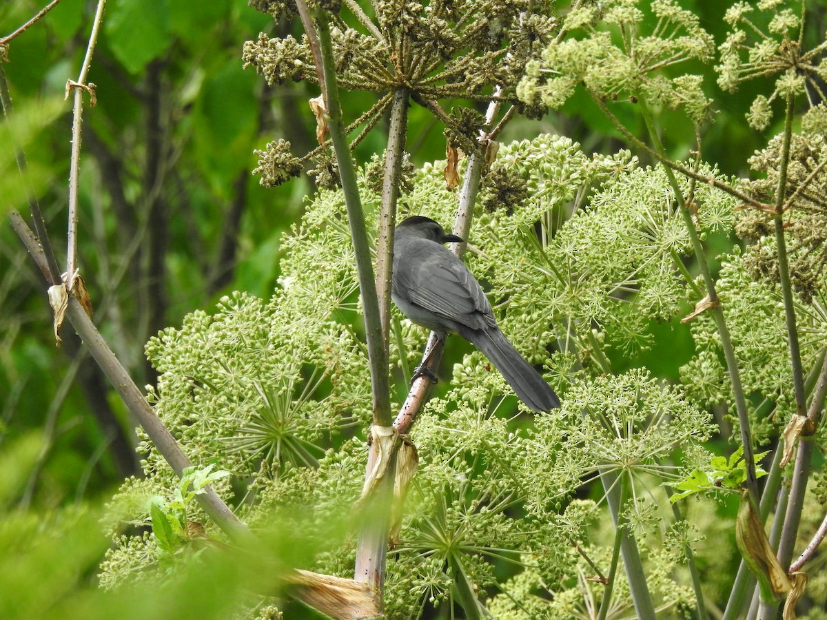 Gray Catbird - ML599885021