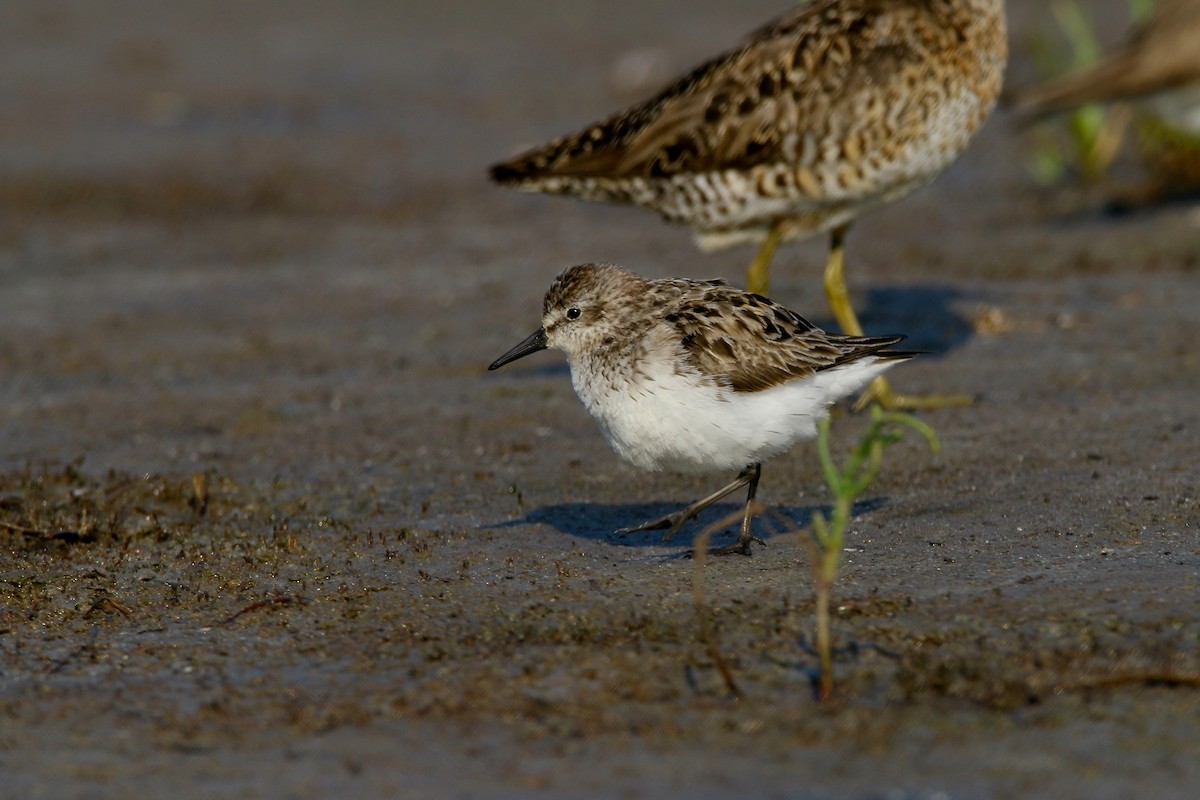 Semipalmated Sandpiper - ML599885141