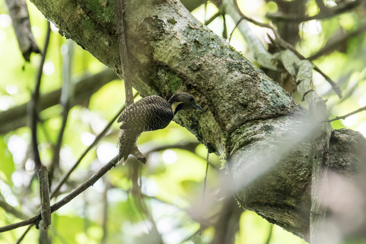 Buff-necked Woodpecker - ML599885511