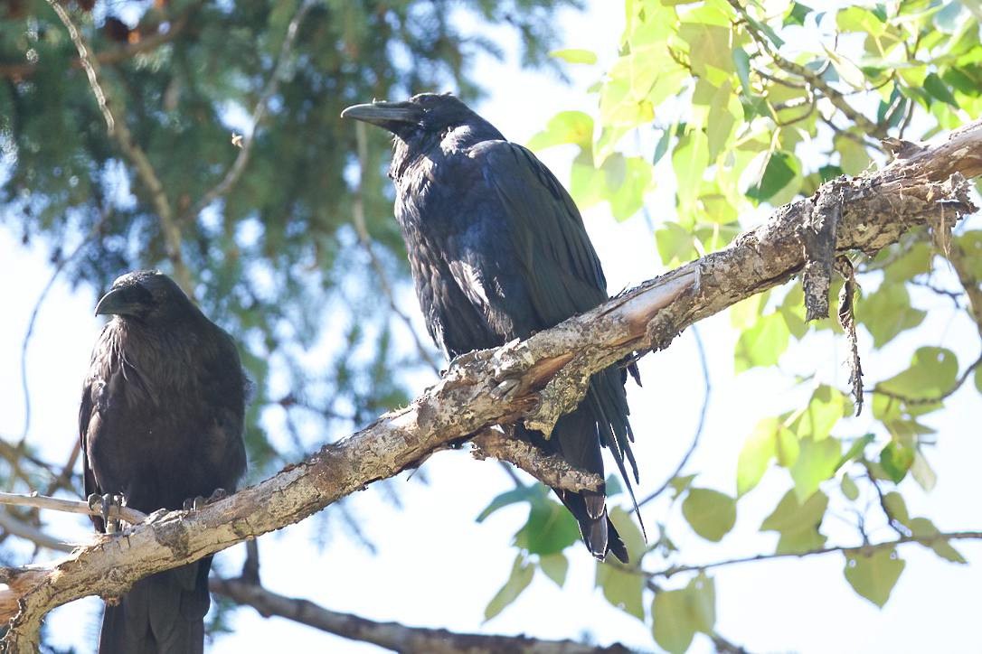 Common Raven - ML599886531