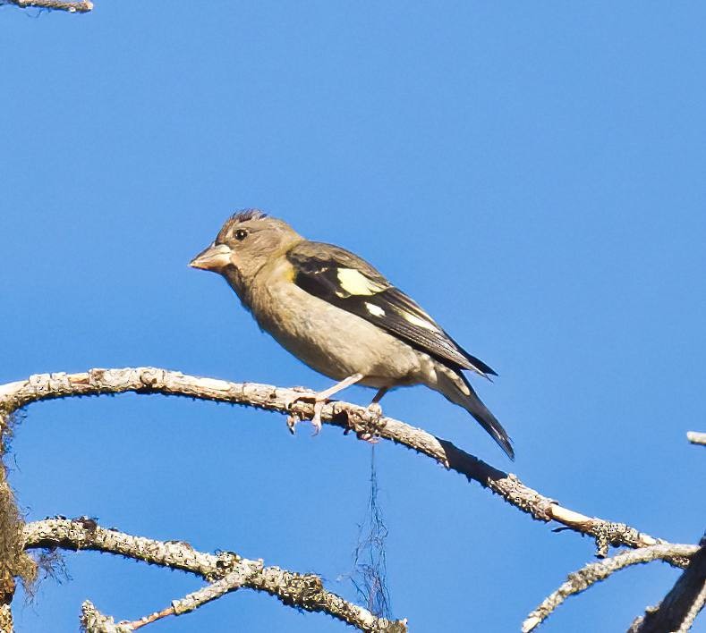 Evening Grosbeak - ML599886591