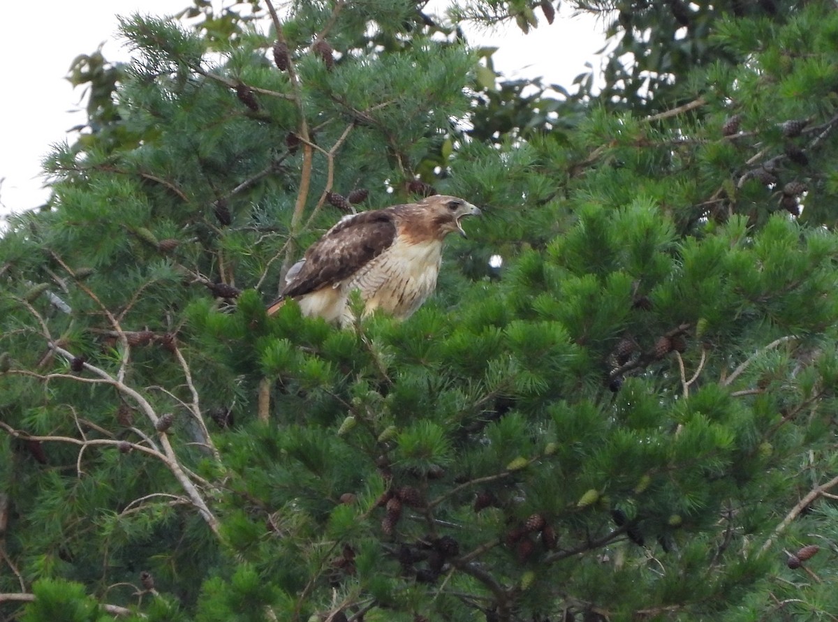 Red-tailed Hawk - ML599886691
