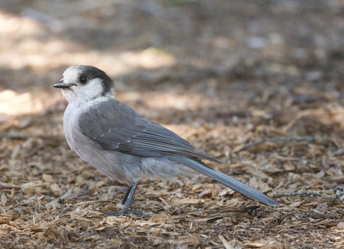 Canada Jay - ML599886791