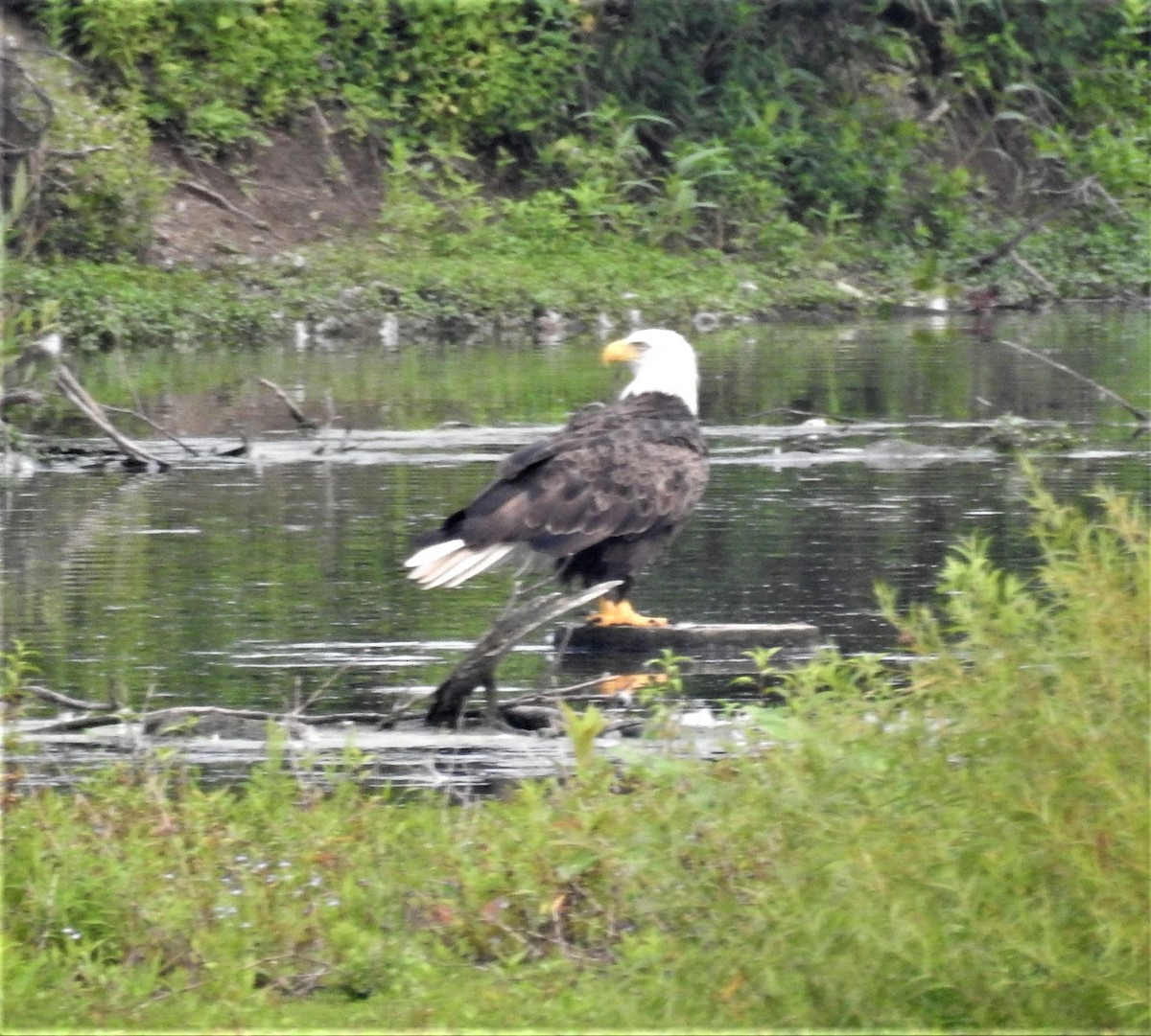 Weißkopf-Seeadler - ML599886831