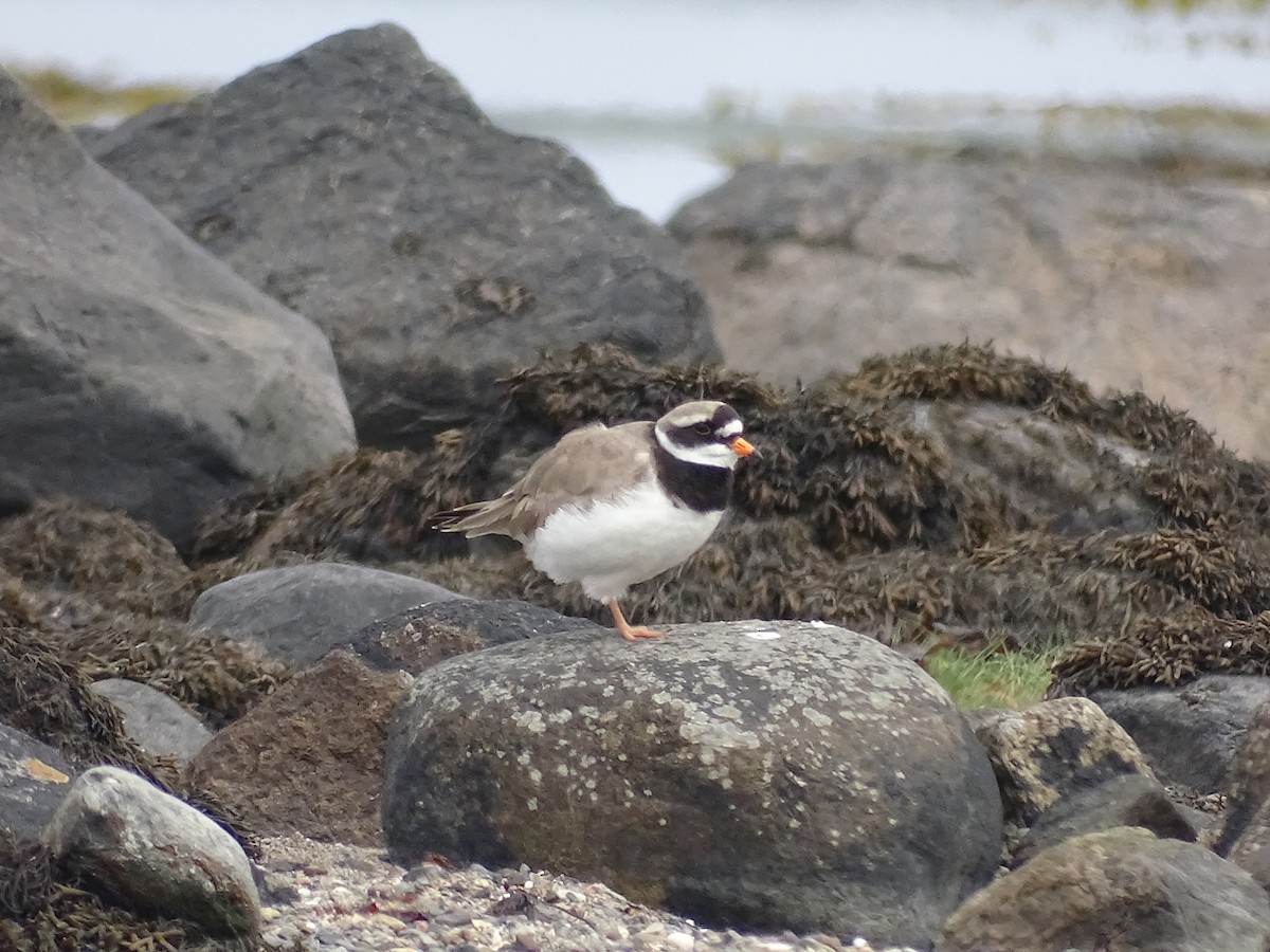 Common Ringed Plover - ML599887531