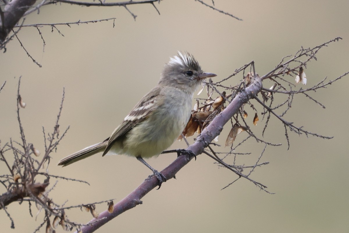 Gray-and-white Tyrannulet - Manuel Roncal