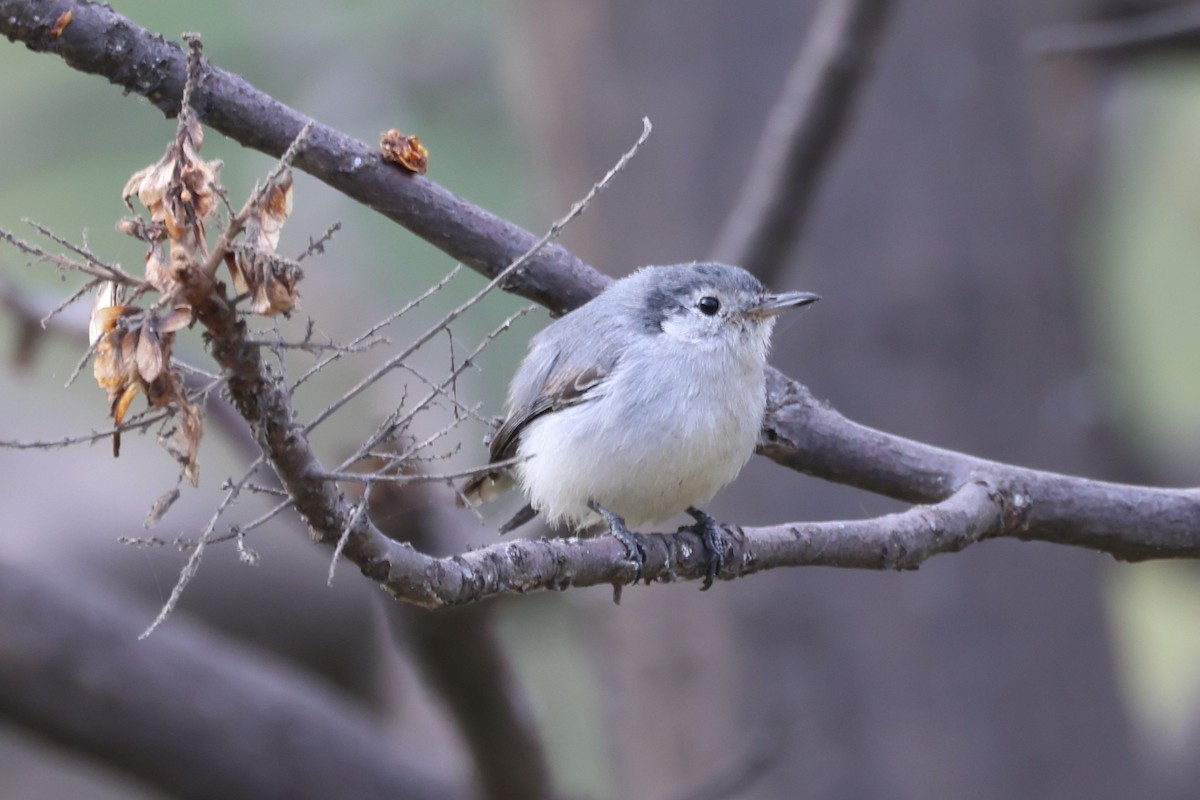 White-browed Gnatcatcher - Manuel Roncal