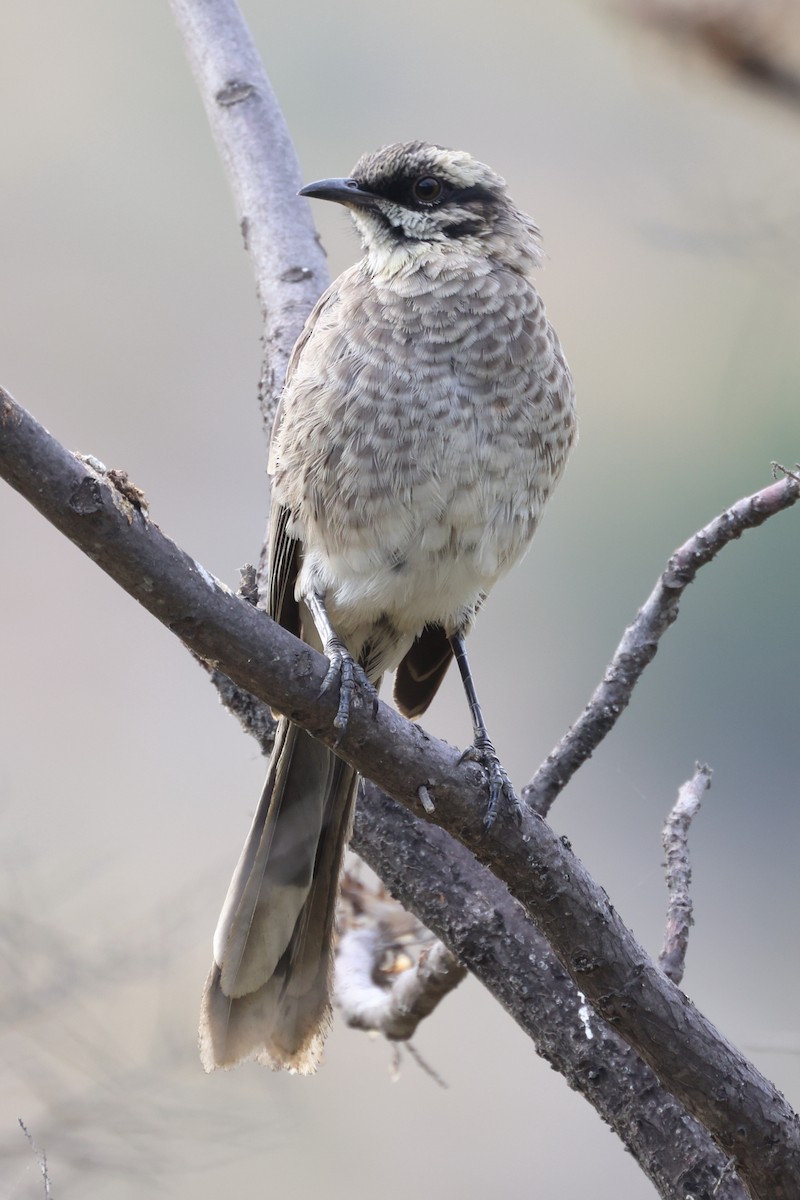 Long-tailed Mockingbird - Manuel Roncal