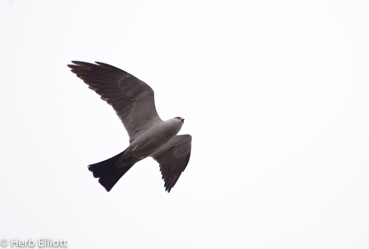 Mississippi Kite - ML59988801