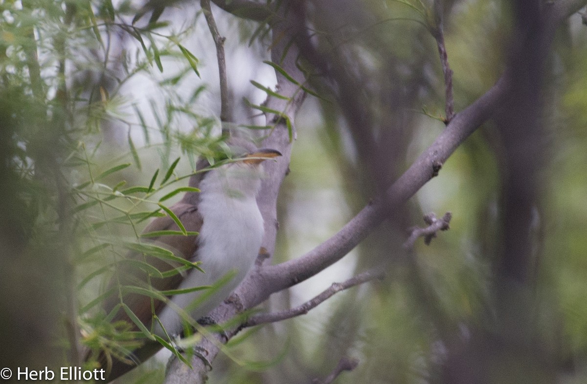 Yellow-billed Cuckoo - ML59988841