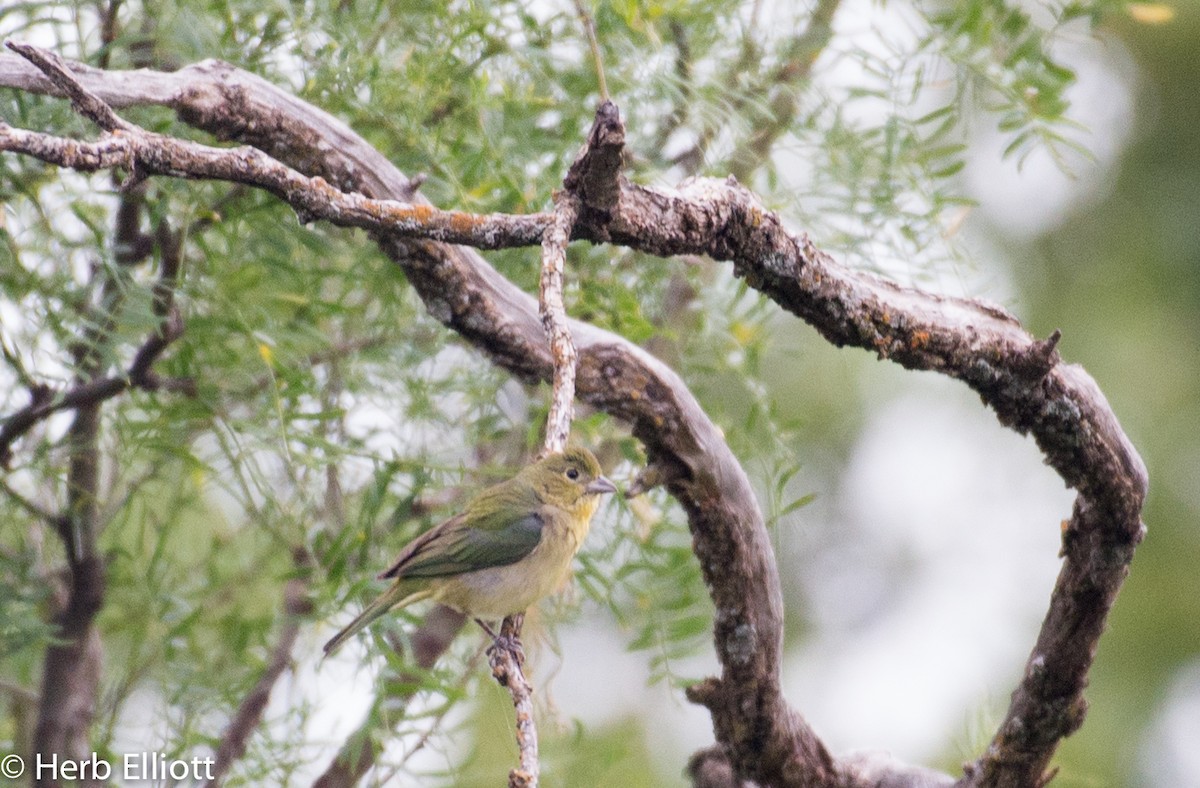 Painted Bunting - ML59988881