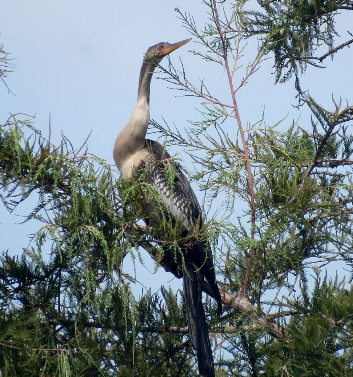 Anhinga - ML599889301