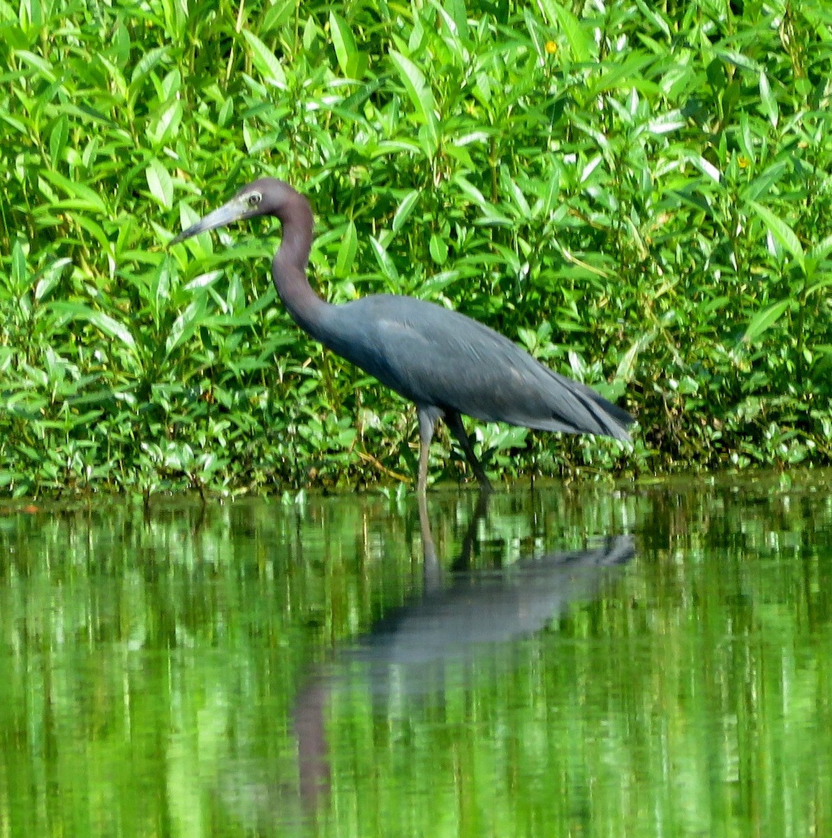 Little Blue Heron - ML599889591