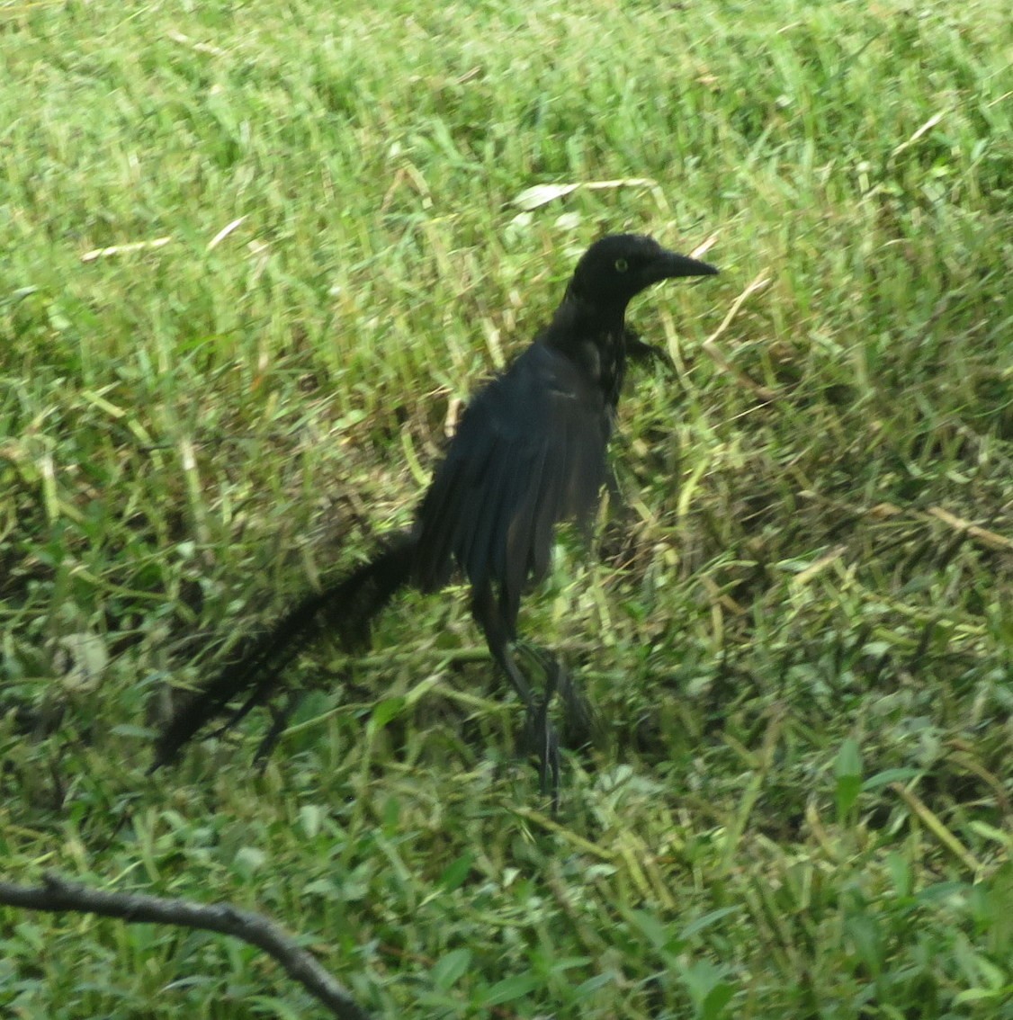 Great-tailed Grackle - ML599889621