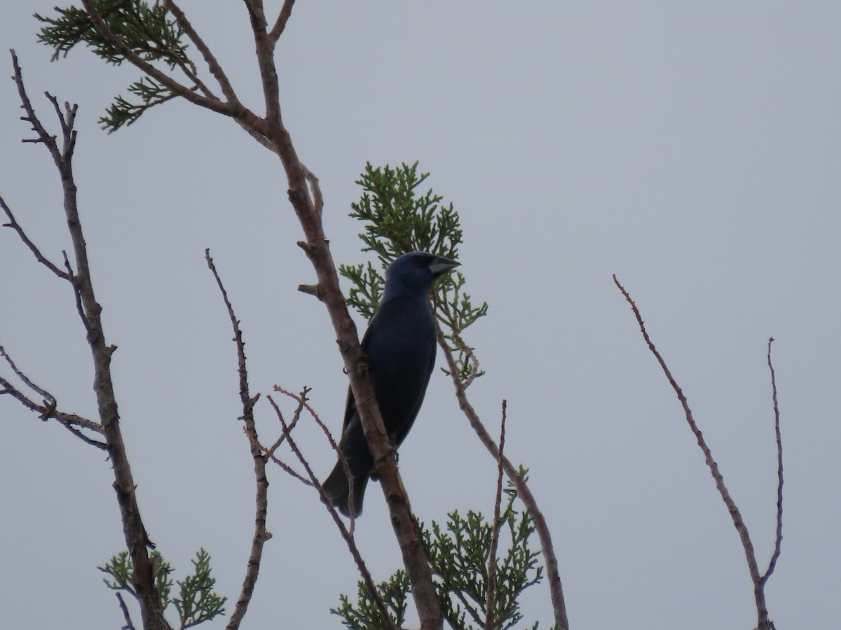 Blue Grosbeak - ML599889641