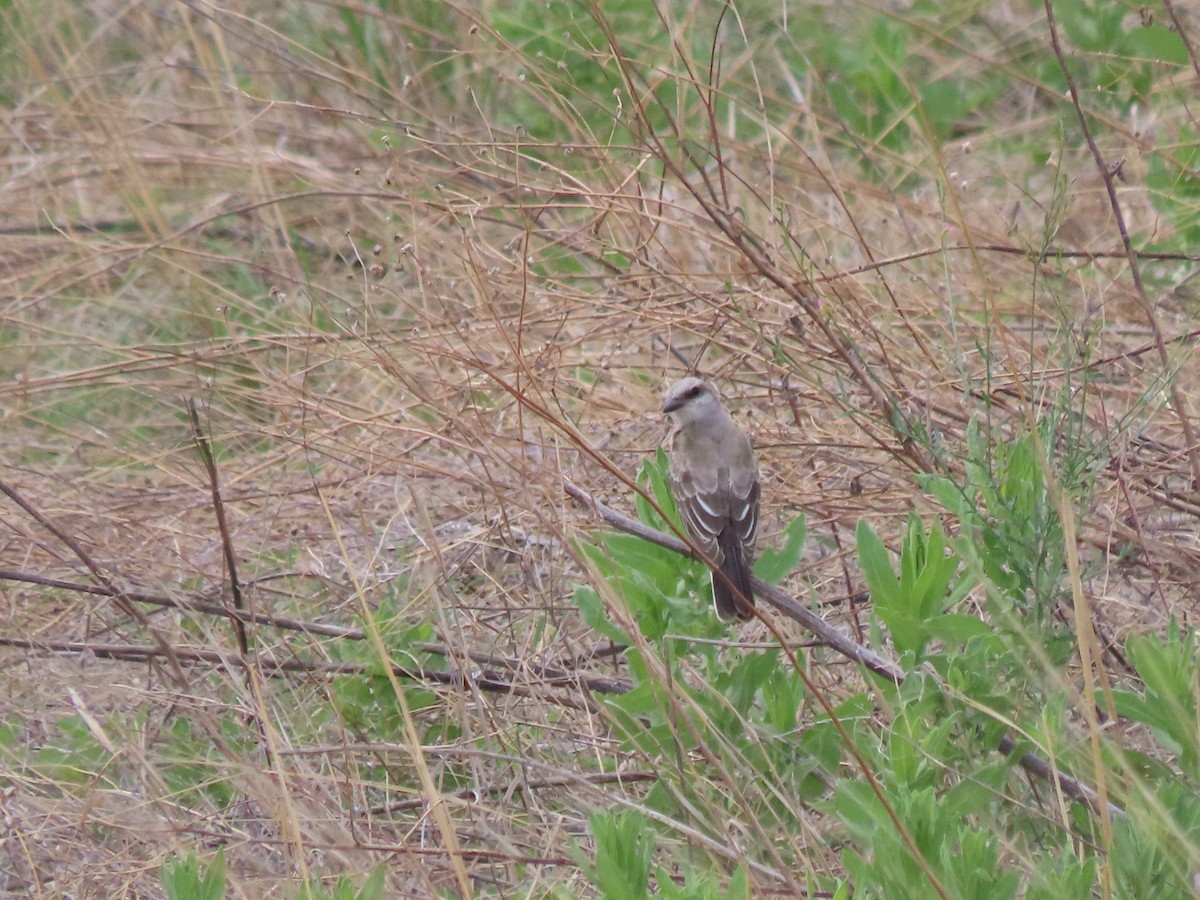 Western Kingbird - ML599889761