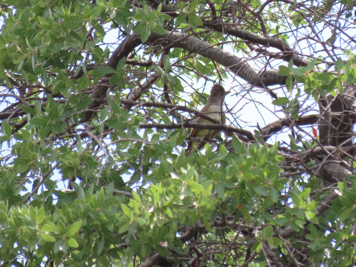 Brown-crested Flycatcher - ML599889871