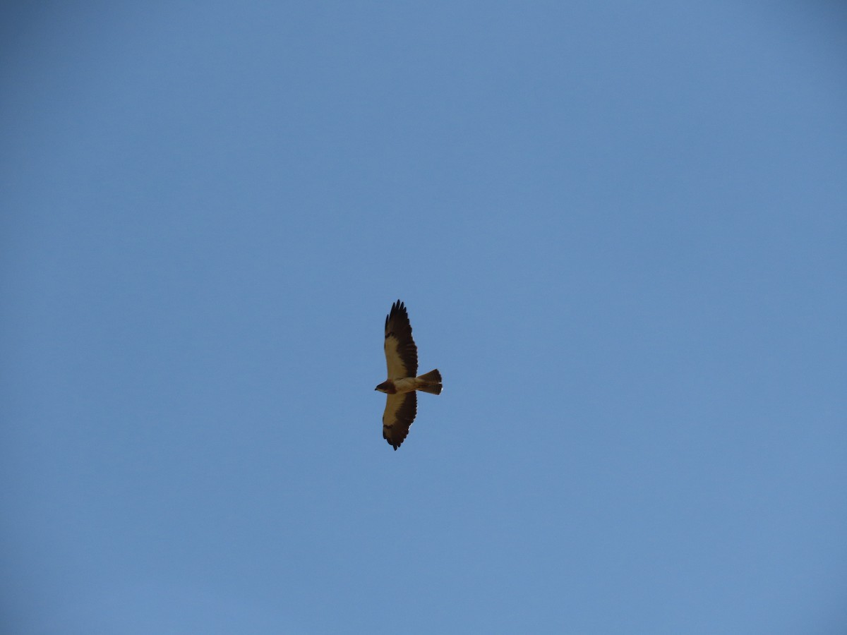 Swainson's Hawk - ML599890021