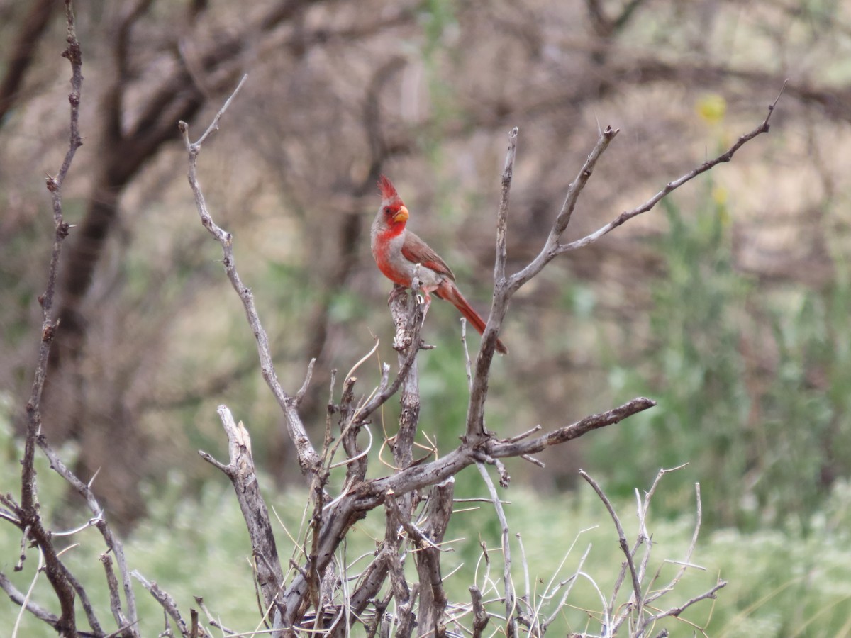 Pyrrhuloxia - ML599890351