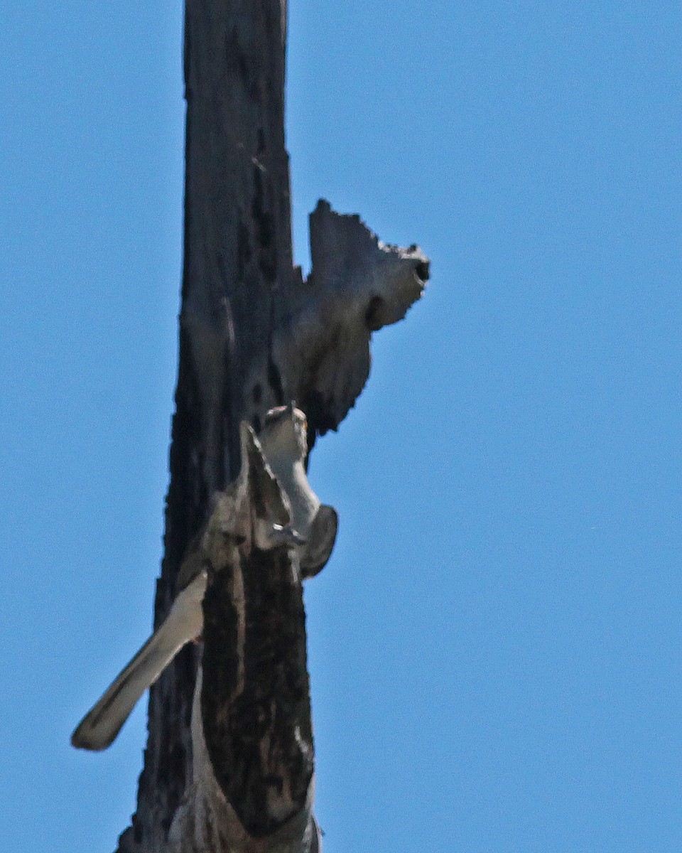 Northern Mockingbird - Mary Keim