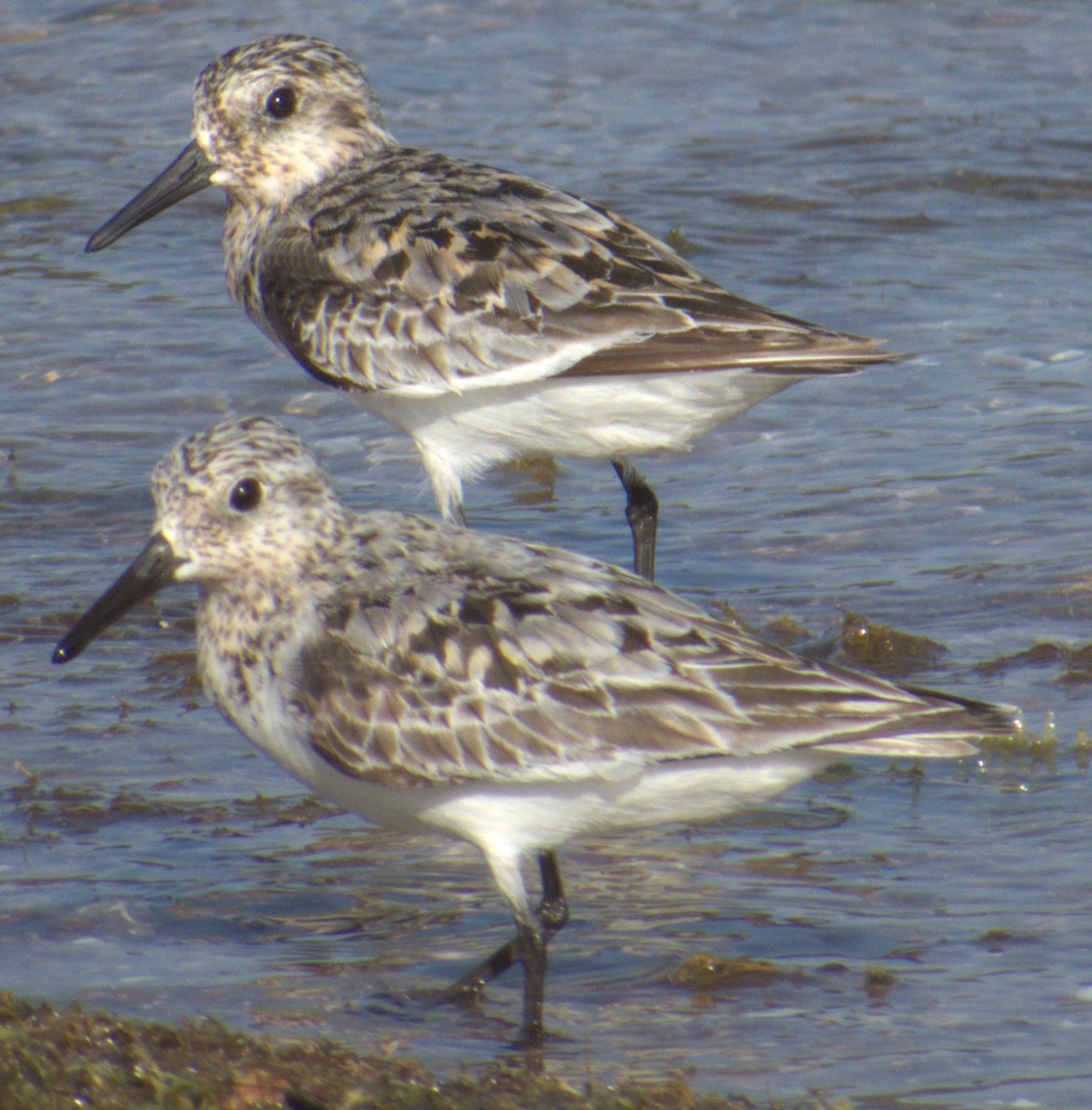 Sanderling - Peter Keyel