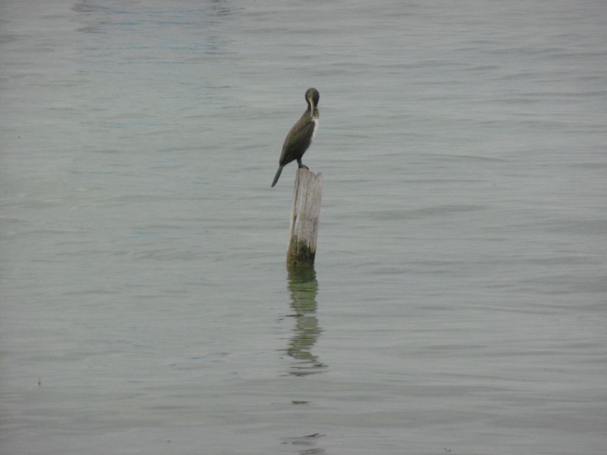 Great Cormorant - ML599891651