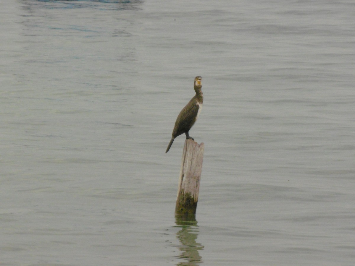 Great Cormorant - ML599891671