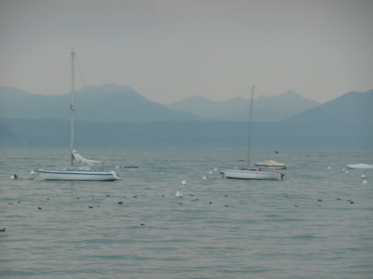 Eurasian Coot - ML599891911