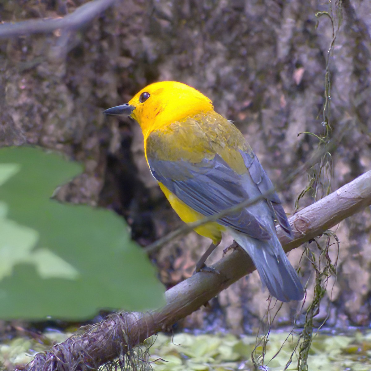 Prothonotary Warbler - DAB DAB