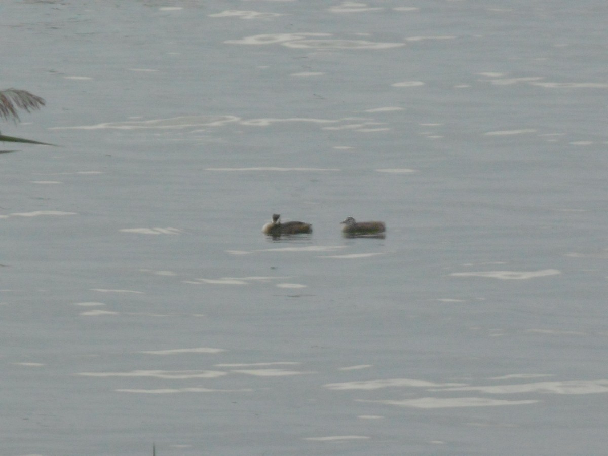 Great Crested Grebe - ML599892071