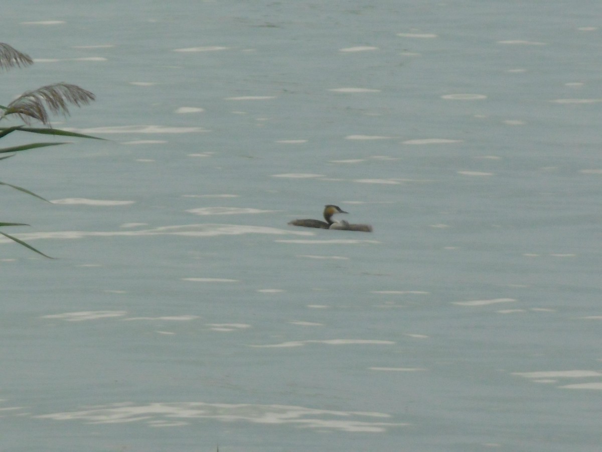 Great Crested Grebe - ML599892101