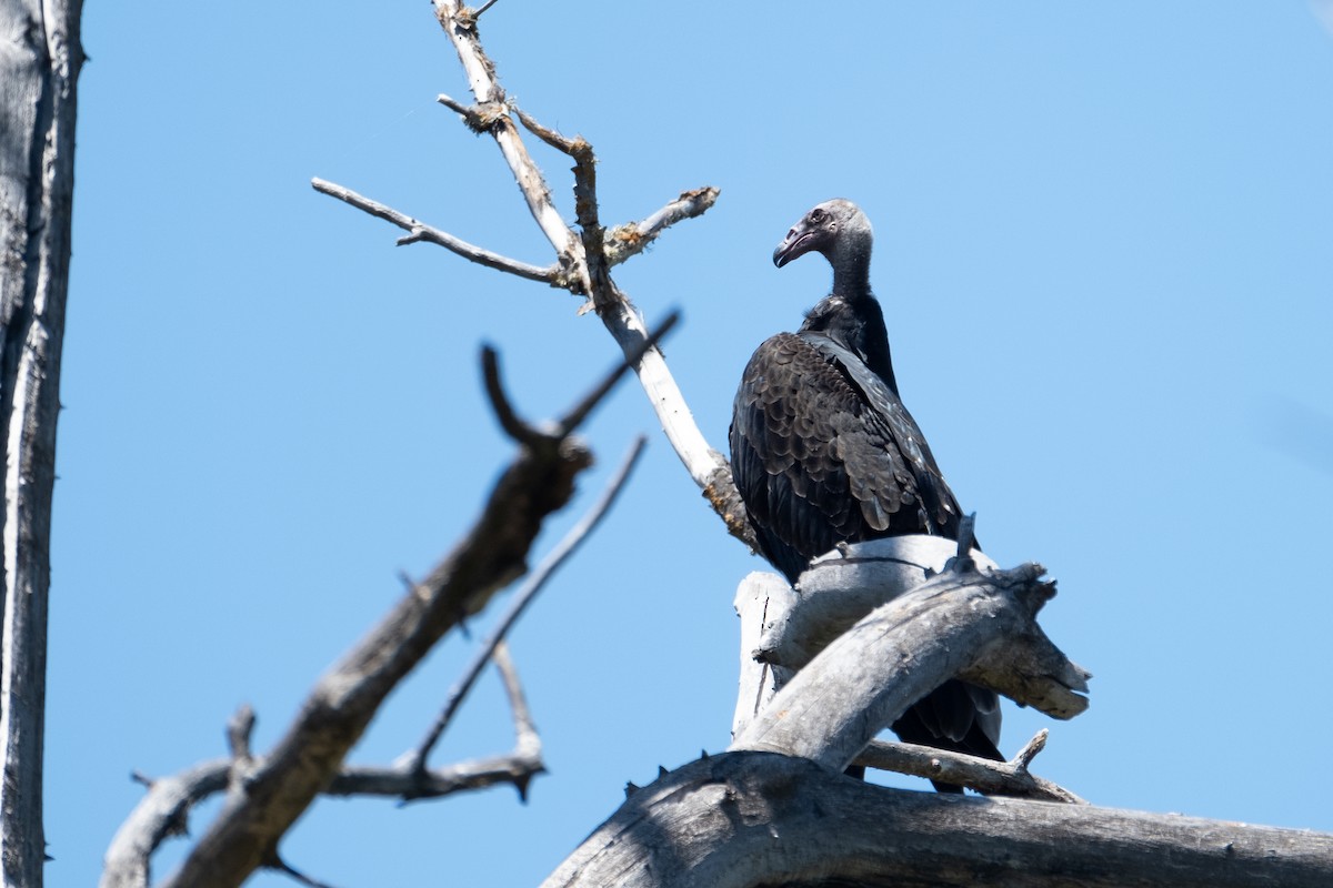 Turkey Vulture - Isabelle Reddy