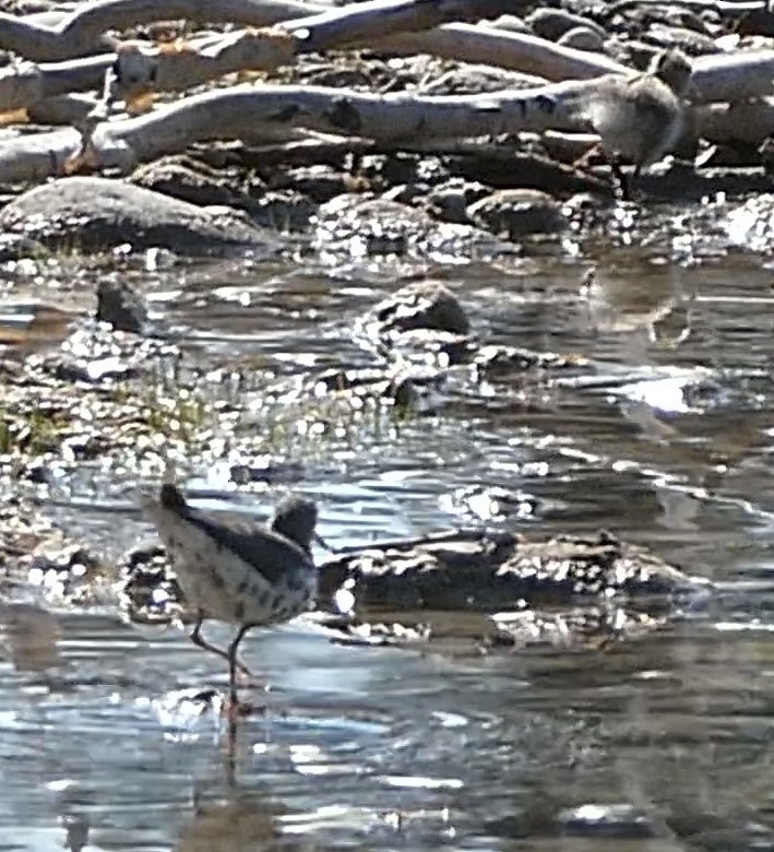 Spotted Sandpiper - ML599892801