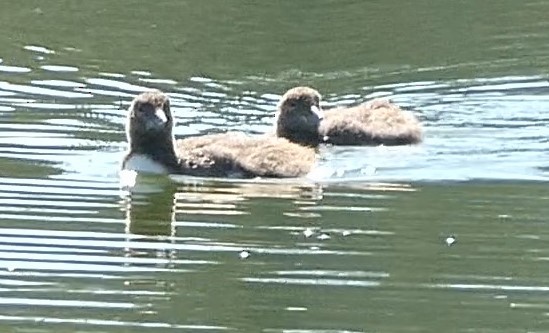 Common Loon - ML599892861