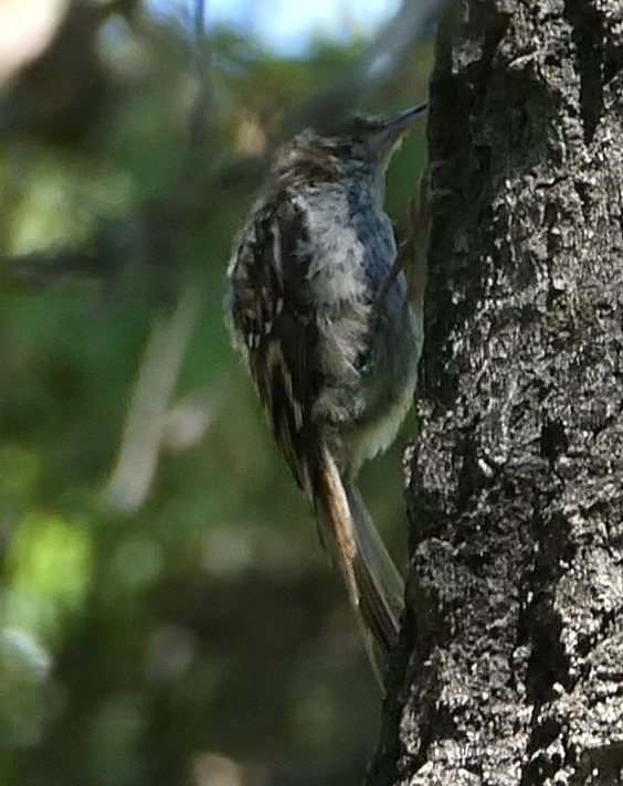 Brown Creeper - ML599892891