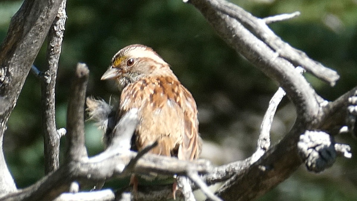 White-throated Sparrow - ML599892901