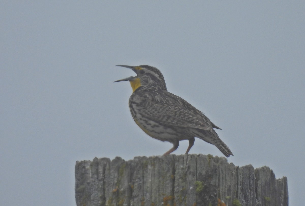 Шпаркос західний - ML599893201