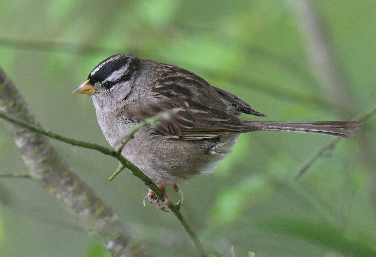 White-crowned Sparrow - ML599894171