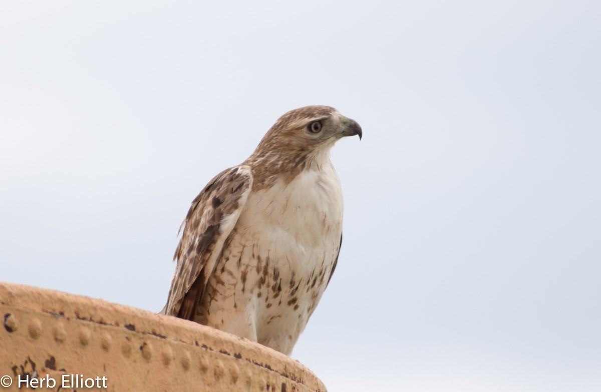 Red-tailed Hawk - ML59989521