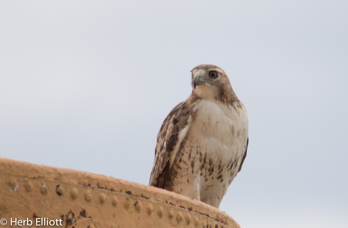 Red-tailed Hawk - ML59989531