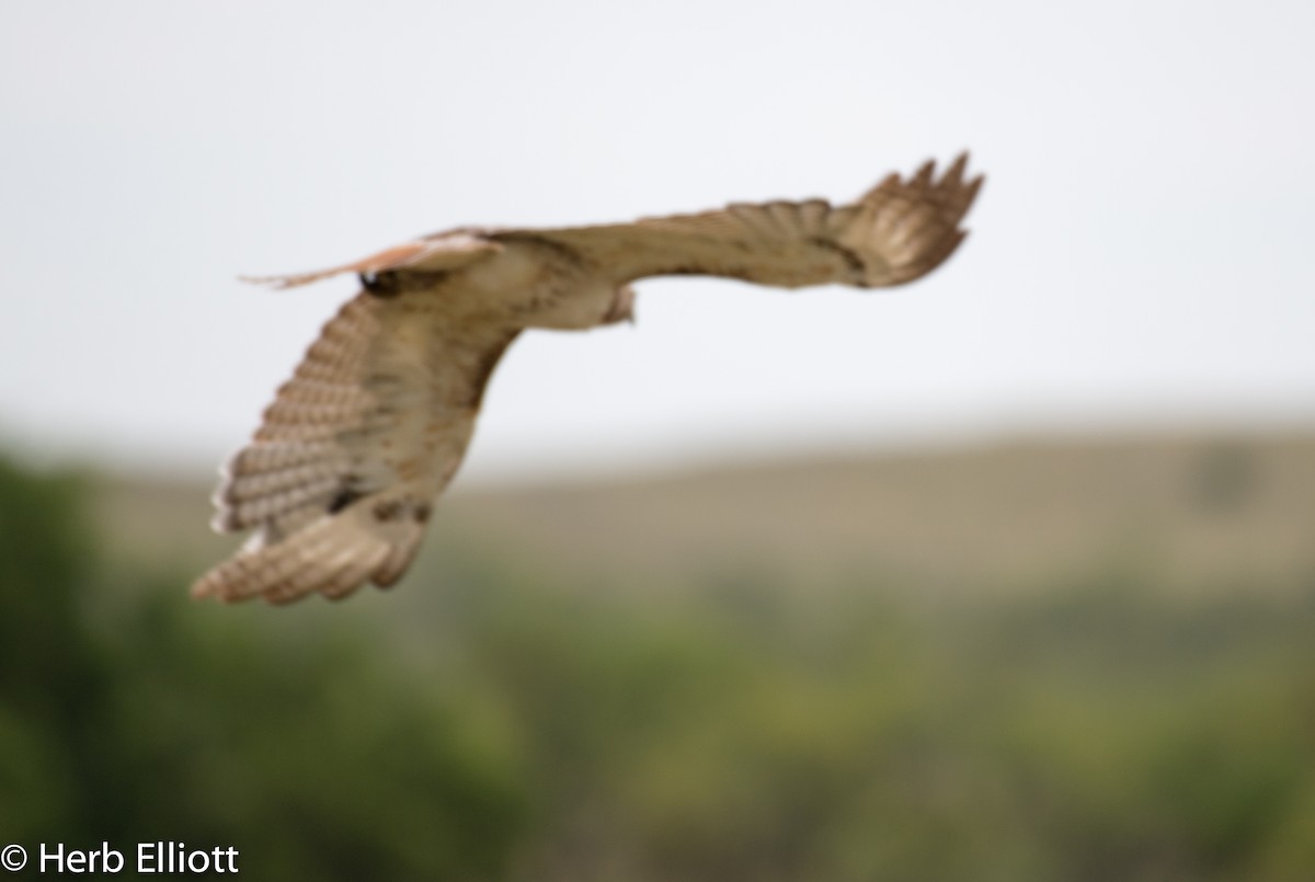 Red-tailed Hawk - ML59989561