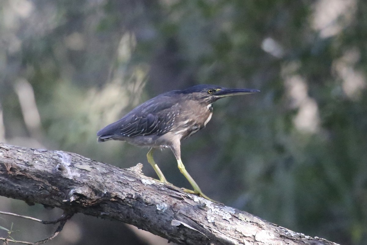 Striated Heron - ML599896121